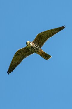 Eurasian hobby (Falco subbuteo) in flight, Goldenstedt, Lower Saxony, Germanyy