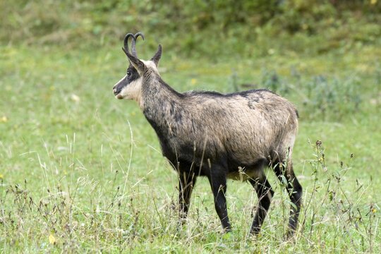 Chamois (Rupicapra rupicapra), Eng-Alm alpine pasture, Karwendel Range, Tyrol, Austria, Europe