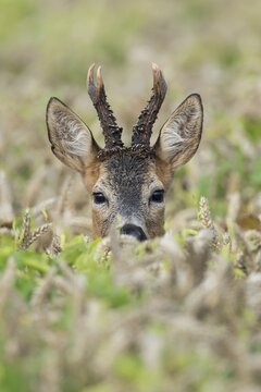 Portrait of a buck (Capreolus capreolus) in a cornfield, Goldenstedt, Lower Saxony, Germany