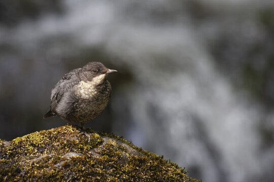 European or white throated dipper (Cinclus Cinclus) adult bird on a rock in summer, England, United Kingdom