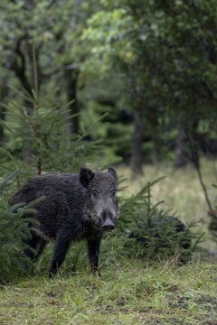 The wild boar (Sus scrofa) cautiously pushes itself out of cover, mast year, acorn mast, defensive, September, Denmark
