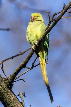Rose-ringed parakeet (Psittacula krameri) on a branch, wildlife, Germany
