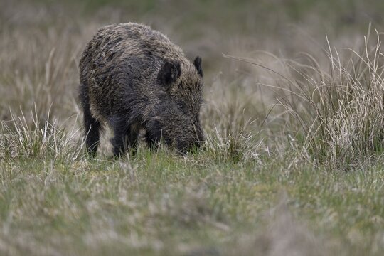 The eyes clearly show that the wild boar (Sus scrofa) is also keeping a close eye on my photo hiding place while foraging, Denmark