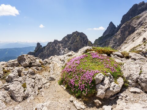 Moss campion (Silene acaulis) in the rocks of the Gosaukamm, Salzkammergut, Upper Austria, Austria
