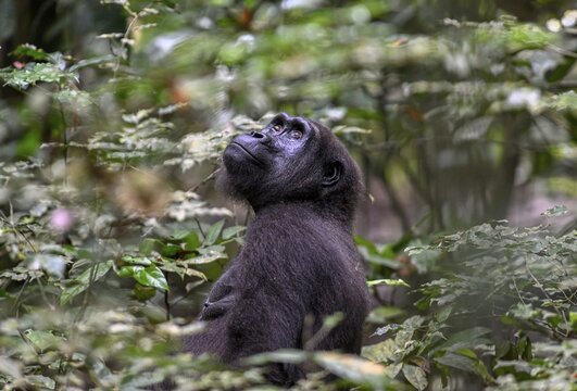 Western lowland gorilla (Gorilla gorilla gorilla), female, Loango National Park, Parc National de Loango, Ogoou&eacute;-Maritime Province, Gabon