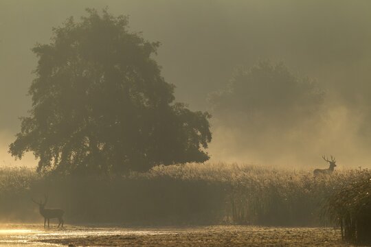 It's rutting season and two red deer (Cervus elaphus) are standing in the morning mist in a reed bed, morning mist, mystical, rutting season, deer rutting, September, Germany