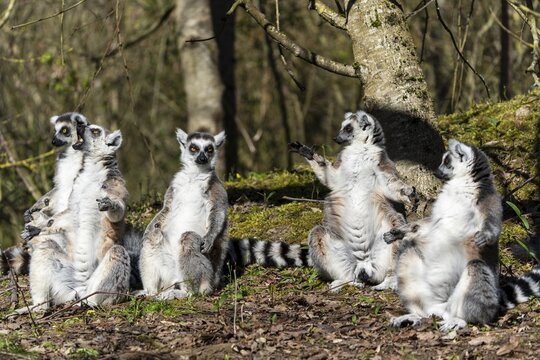 Ring-tailed lemur (Lemur catta), sunbathing, France