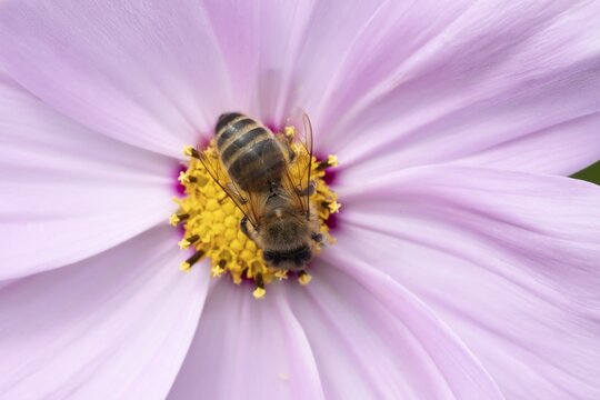 Honey bee (Apis mellifera) adult insect feeding on a Cosmos flower in an urban garden in summer, England, United Kingdom