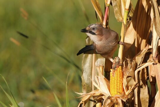 Eurasian jay (Garrulus glandarius) feeding on ripe maize corn cob, Allg&auml;u, Bavaria, Germany