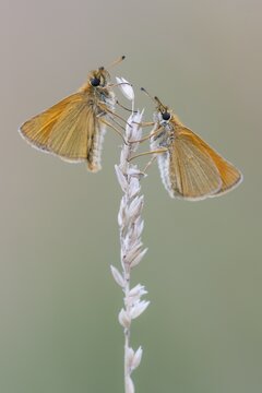 Large skipper (Ochlodes sylvanus), Ahlhorn, Lower Saxony, Germany