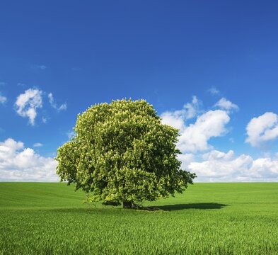 Large solitary horse chestnut (Aesculus) in full bloom on a green field in spring, blue sky with cumulus clouds, Saalekreis, Saxony-Anhalt, Germany