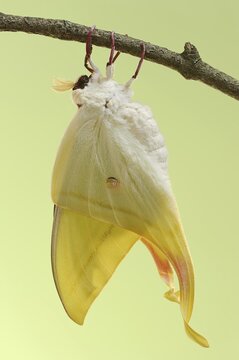 Indian luna moth (Actias selene), freshly hatched male, captive, occurrence in Asia
