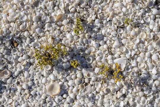 Cockles (Fragum erugatum) on Shell Beach, Hamelin Pool, Shire of Shark Bay, Western Australia, Australia