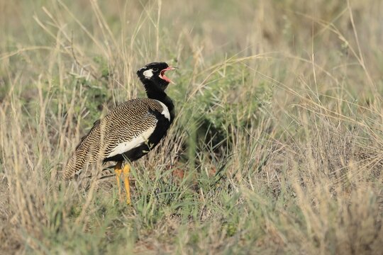 White-winged Bustard (Afrotis afraoides), adult, male, calling, courtship display, Mokala National Park, South Africa
