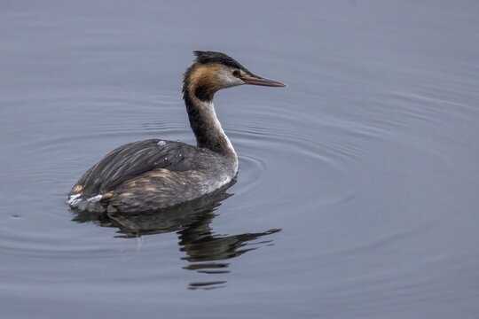 A great crested grebe swims leisurely through calm water, Great crested grebe, (Podiceps cristatus), wildlife, Germany