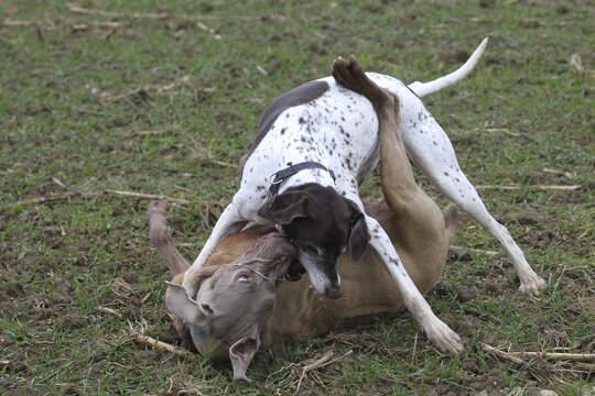 Hunting dog German Shorthair (white) and hunting dog Weimaraner Shorthair in dispute, Lower Austria, Austria