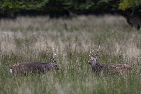 The sika deer (Cervus nippon) face each other threateningly, roll their eyes, there is no fight, subspecies Japanese Sika deer, rut, deer fight, Denmark