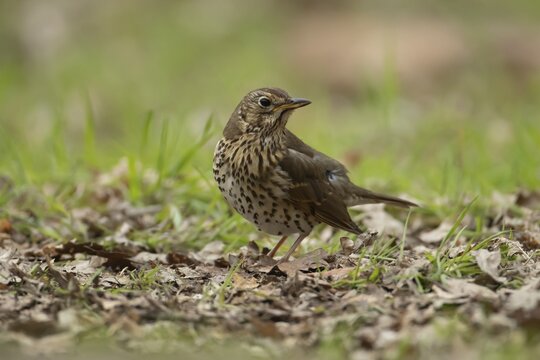 Song thrush (Turdus philomelos) adult garden bird in a woodland in spring, England, United Kingdom