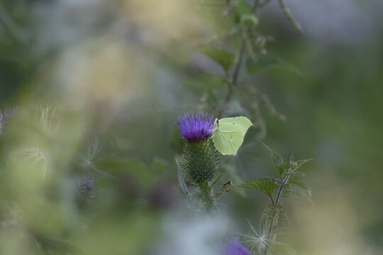 Brimstone (Gonepteryx rhamni) butterfly adult male feeding on a Spear thistle (Cirsium vulgare) flower, Suffolk, England, United Kingdom