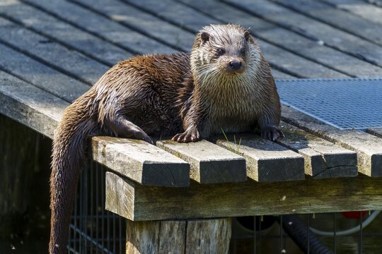 An otter with wet fur lying on a wooden platform in the sun, European otter (Lutra lutra) Germany