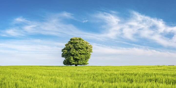 Cultivated landscape in spring, flowering solitary horse chestnut, green barley field, blue sky, Burgenlandkreis, Saxony-Anhalt, Germany