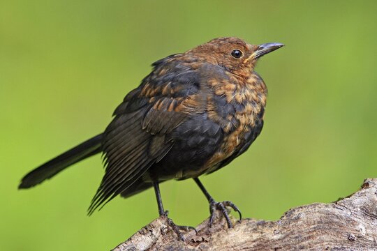 Blackbird (Turdus merula)
