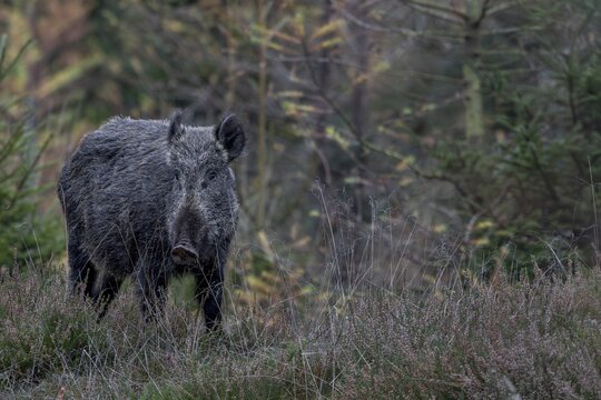 Unfortunately, the mistrust of the wild boar (Sus scrofa) prevails and it retreats into the protective thicket, late autumn, mating season, November, Denmark