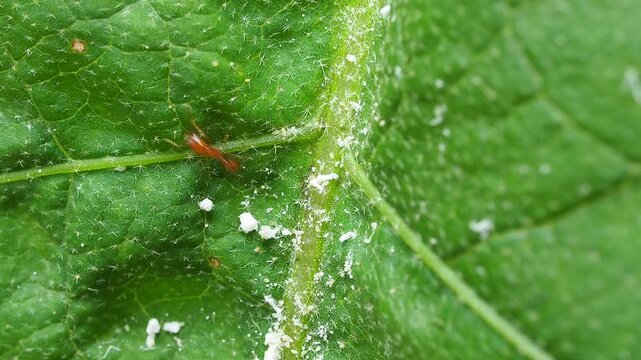 Macro shot of red ants carrying and tending to white mealybugs on a green plant stem.