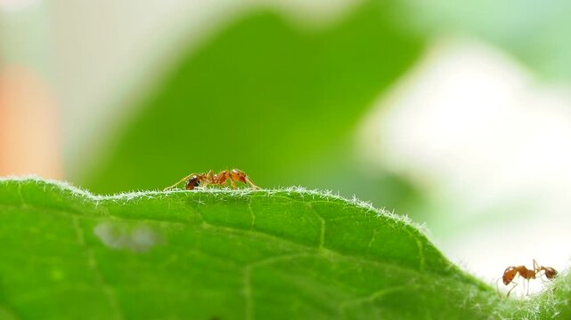 Macro footage of red ants walking and moving around mealybugs colony on a green tree stem.