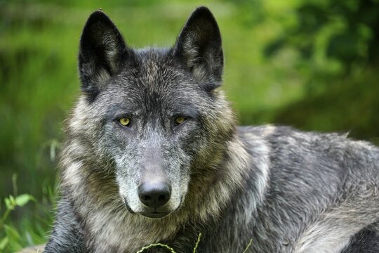 Timberwolf, American wolf Mackenzie Valley Wolf (Canis lupus occidentalis) lying, animal portrait, Captive, France