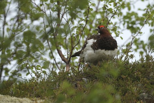 Willow ptarmigan (Lagopus lagopus) securing cock, Lofoten, Norway, Scandinavia
