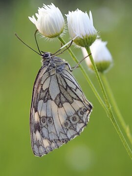 Marbled white (Melanargia galathea), Solms, Hesse
