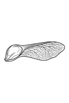 Maple seed samara line art botanical illustration