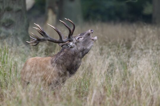Red Deer (Cervus elaphus), bugling stag in rut, Copenhagen, Denmark