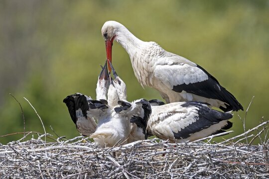 White stork (Ciconia ciconia), feeding young birds, Germany