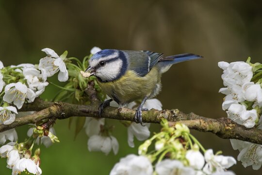 A blue tit (Parus caeruleus) pecking at flowers on a blossoming tree, Baden-W&uuml;rttemberg, Germany