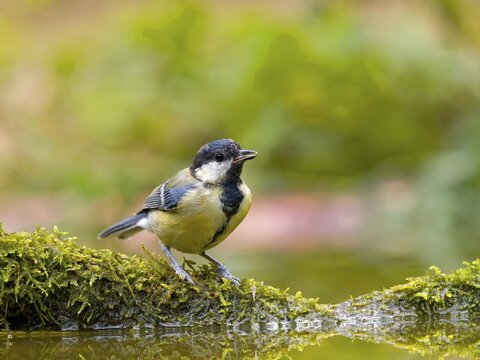 Great tit (Parus major) sitting on a mossy branch in the water, Solms, Hesse, Germany