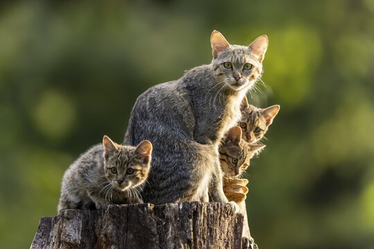 Mother cat is surrounded by her three kittens on a tree stump in the forest, wildcat (Felis silvestris), kitten, Germany
