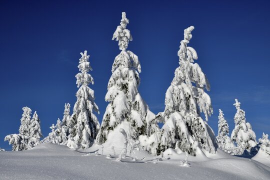 Snowy winter landscape near the Vogelskopf, near Baiersbronn, county Freudenstadt, Black Forest, Baden-W&uuml;rttemberg, Germany