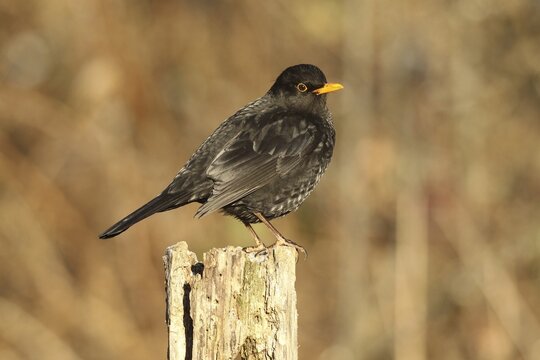 Blackbird (Turdus merula) male, no pure black plumage, partial albino, many light-coloured feathers, at the winter feeding in the forest, Allg&auml;u, Bavaria, Germany, Allg&auml;u, Bavaria, Germany