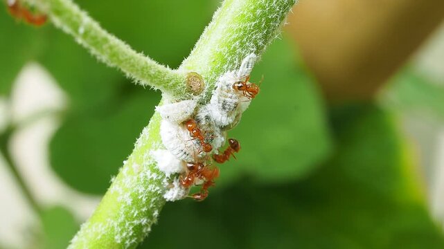 Close-up macro video of fire ants farming mealybugs, symbiotic relationship on a plant branch.