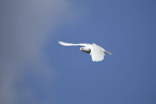 White or Release dove (Columba livia domestica) adult bird flying against a blue sky, England, United Kingdom