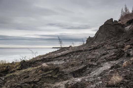 Duwanni Jar, bank of the Kolyma, the bank breaks off due to thawing permafrost, trees sink, drunken trees, Yakutia, Russia