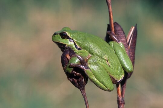European Tree Frog (Hyla arborea), Lohr, Kramsach, North Tirol, Austria