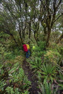 Hikers on hiking trail through rainforest, moss covered trees, Pouakai Circuit, Egmont National Park, Taranaki, North Island, New Zealand