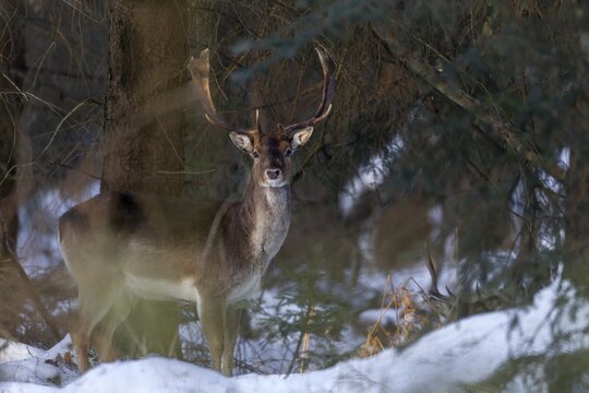 The last rays of the winter sun hit a fallow deer (Dama dama) in the winter forest, winter, snow, Germany