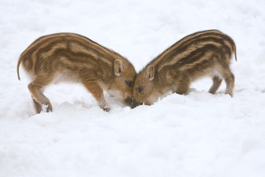 Wild Boars (Sus scrofa) piglets digging in the snow, captive, Saxony, Germany