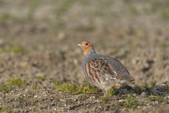 Grey partridge (Perdix perdix) Cock in breeding plumage, Denmark