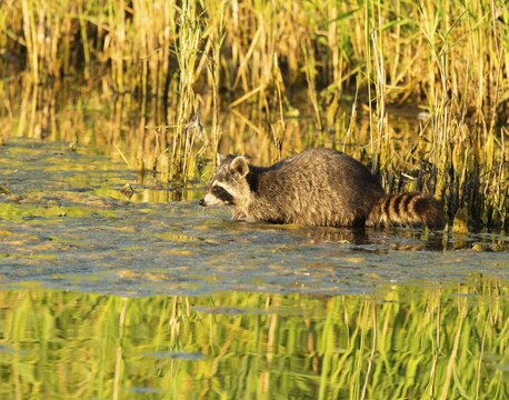 Raccoon (Procyon lotor), looking for food in the shallow water zone of a lake, Lower Saxony, Germany