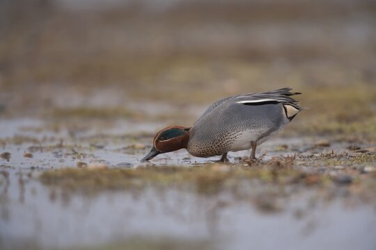 Common teal (Anas crecca) adult male duck drinking from a puddle, Norfolk, England, United Kingdom